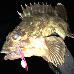 巨メバル狙いで